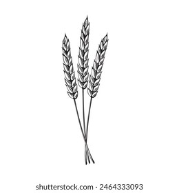 Bunch of wheat ears. Vector illustration isolated. Sereals for backery, flour production. Rye, barley spikelets. Harvesting wholegrain. Template for wrapping, cookbook, brewery, showcase, app, website