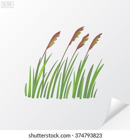 Bunch of wheat on white background