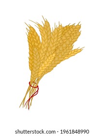 Bunch of wheat. Reap of spiked grain heads. Sheaf of crop ears. vector