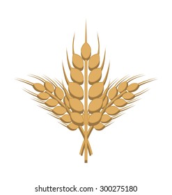 Bunch of wheat or rye on white background