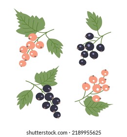 Bunch of white and black currant pattern set. Ripe fresh berry. Summer harvest. Healthy food rich. Design texture for fabric, textile, postcard, label, packaging. Flat vector illustration