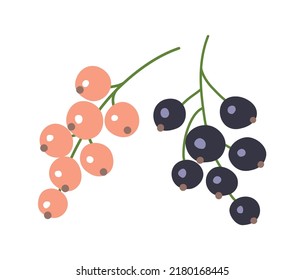 Bunch of white and black currants. Ripe fresh berry. Summer harvest. Healthy food rich in vitamins. Sweet delicious dessert. Jam ingredient. Flat vector illustration isolated on white background