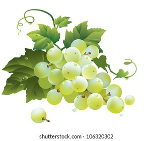 Bunch of white grapes - white background