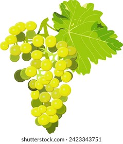 Bunch of white grapes with green leaf. Grapes on a white background. Vector illustration.