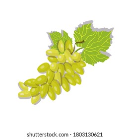 A bunch of white grapes isolated on white background. Vector illustration.