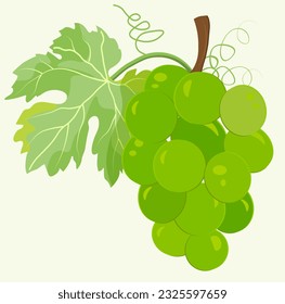 Bunch of white grapes on a light background