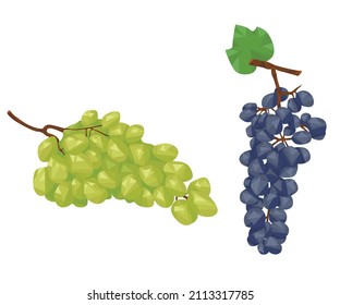 bunch of white and red grapes isolated on white background. fruit. berries. vineyard. geometric style. flat vector.