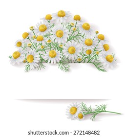 Bunch of  wild chamomile flowers with space for text.