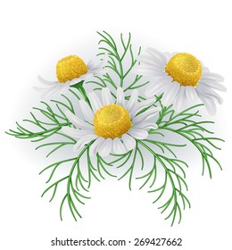 Bunch of  wild chamomile flowers with white petals and  green leaves.