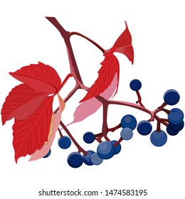 
A bunch of wild grapes warm autumn