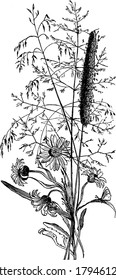 Bunch of Wild Sunflower, that grows in the wild., vintage line drawing or engraving illustration. 