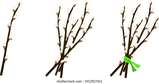 a bunch of willow branches with swollen buds, a willow branch for Easter on a white background