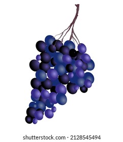 bunch of wine grapes, vector illustration on white background