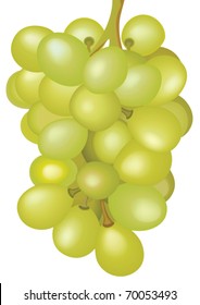 Bunch of yellow grapes on a white background, illustration file EPS.8.