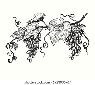 Bunche of grapes with leaf. Ink black and white drawing. Vector illustration