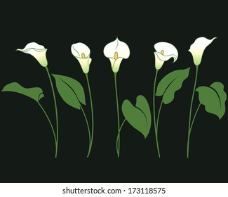 Bunches of calla lily on black.