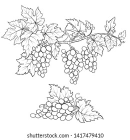 Bunches of grape. Black and white sketch. Hand drawn illustration.