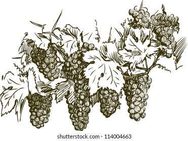 bunches of grapes