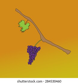 Bunches of grapes
