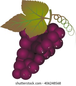 Bunches of grapes