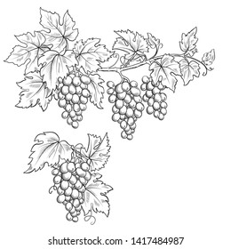 Bunches of grapes. Black and white sketch, line art. Hand drawn illustration.