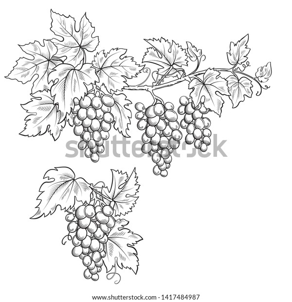 Des Grappes De Raisins Esquisse En Image Vectorielle De Stock Libre De Droits