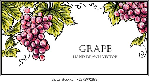 Bunches of grapes hand drawn background