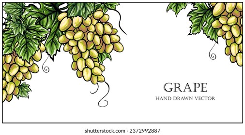 Bunches of grapes illustration isolated on white background