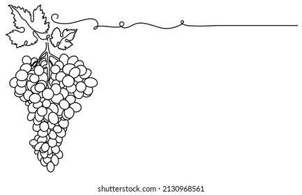 Bunches of grapes and leaves. Vine. Vector line drawing on white or transparent background.