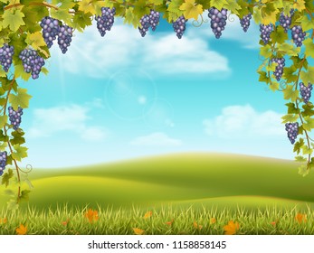 Bunches of grapes like frame on the background of the rural landscape with valley, hills and sky. Vector illustration about the harvest and winemaking.