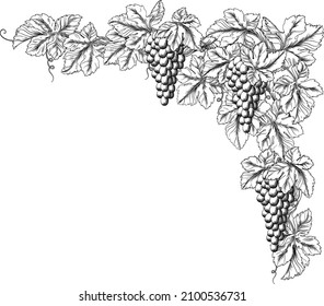 Bunches Of Grapes On A Grape Vine With Leaves. Corner Or Border Design Element In A Vintage Woodcut Etching Style 