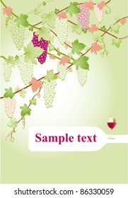 Bunches of Grapes on green background