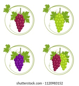 Bunches of grapes set, bunch of grapes with leaves in round frame with green young sprout of grapevine, isolated on white background, design element for harvest festival. Vector illustration