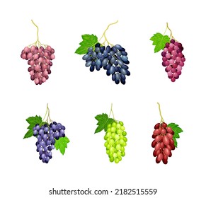 Bunches of grapes set. Ripe white, purple and red wine grapes vector illustration