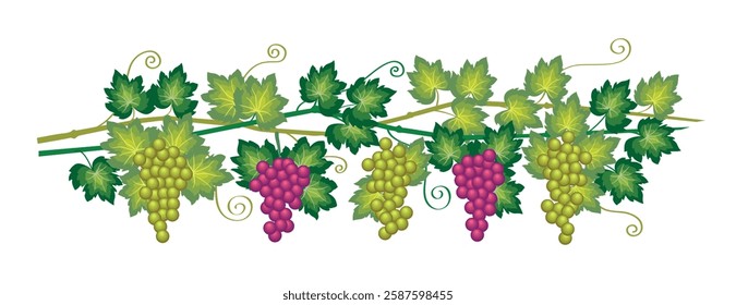 Bunches of grapes, sweet wine berry, vector illustration