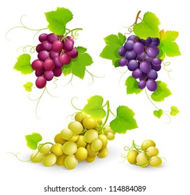 Bunches Of Grapes. Vector