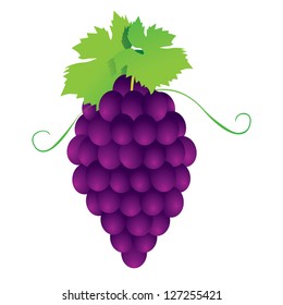 Bunches of grapes. Vector.