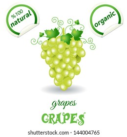 Bunches of grapes. Vector