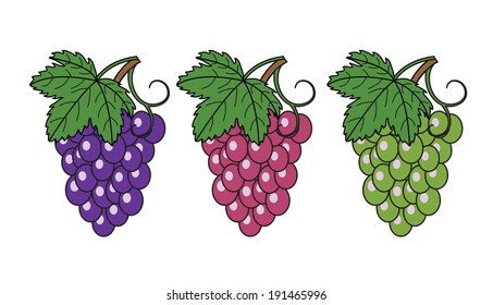 Bunches of grapes. Vector illustration