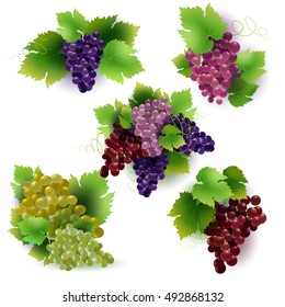 Bunches of grapes. Vector Isolated on white background 