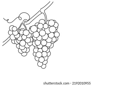 Bunches of grapes. Vine. Vector line drawing on white or transparent background. Grapevine.