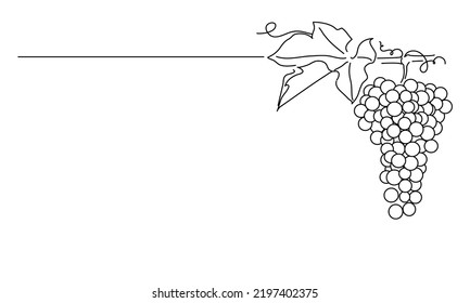 Bunches of grapes.  Vine. Vector line drawing on white or transparent background. Grapevine.