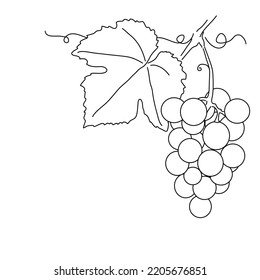 Bunches of grapes. Vine. Vector line drawing on white or transparent background. Grapevine.