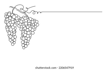 Bunches of grapes.  Vine. Vector line drawing on white or transparent background. Grapevine.