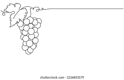 Bunches of grapes.  Vine. Vector line drawing on white or transparent background. Grapevine.