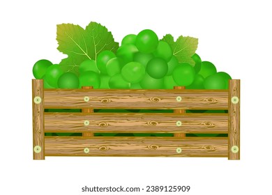 Bunches of green grapes in wooden box. Crate of garden fresh juicy grape. Full case with ripe berries.Vineyard fruits harvest.Winery, winemaking, eco farm, transportation, drinks design element.Vector