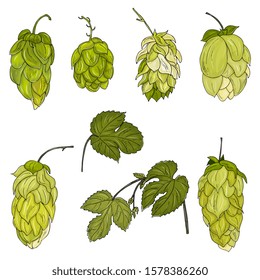 Bunches of green hop cones with leaves isolated on white background. Realistic vector illustration.Cosmetic and medical plant.  Hand drawn vintage hop illustration