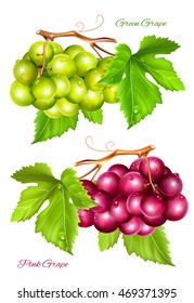 Bunches of green and purple grapes. Fully editable handmade mesh. Vector illustration.