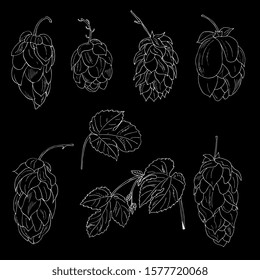 Bunches  hop cones with leaves isolated on white background. Realistic vector illustration.Cosmetic and medical plant.Hand drawn vintage hop illustration sketch, charcoal,