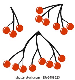Bunches of mountain ash is isolated on white background, flat. Rowan twigs, vector stock illustration. Red berries isolated.
